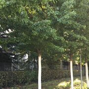 Protection blanche pour les arbres