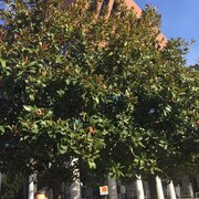 Magnolia avec ses fruits